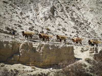 pamir-highway-silk-road-route-camels.jpg